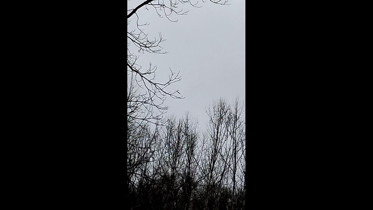 Hawk circling