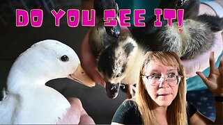 Goat PREGNANCY Update! Do You SEE What I SEE