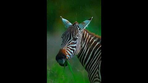 Beautiful🥰 animals🐴🦓world