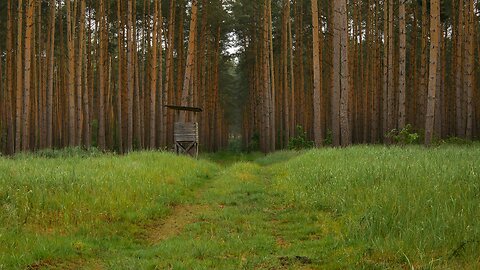 Ultimate Forest Therapy: Relaxing Nature Sounds for Stress Relief & Mindfulness