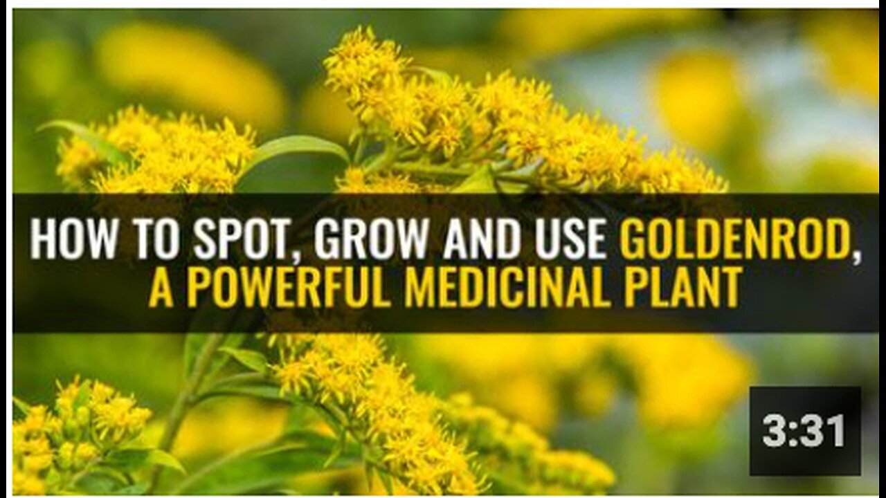 "Spotting, Growing, and Utilizing Goldenrod: A Powerful Medicinal Plant"
