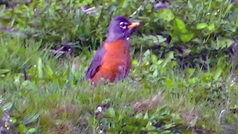 IECV NV #777 - American Robin Looking Around The Yard 4-1-2019