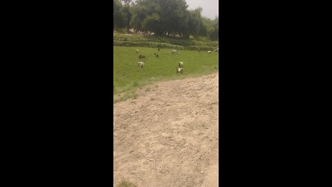 goats vedio
