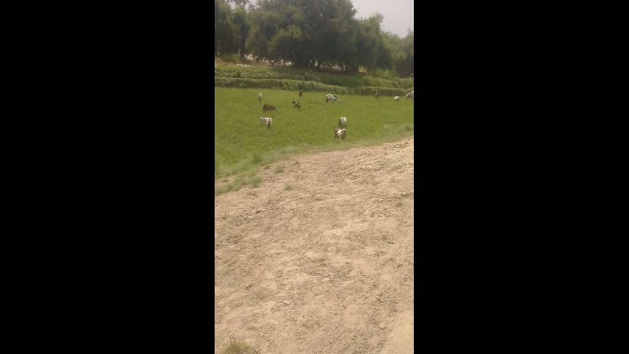 goats vedio