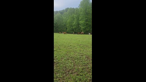 Cows and calves 2025.