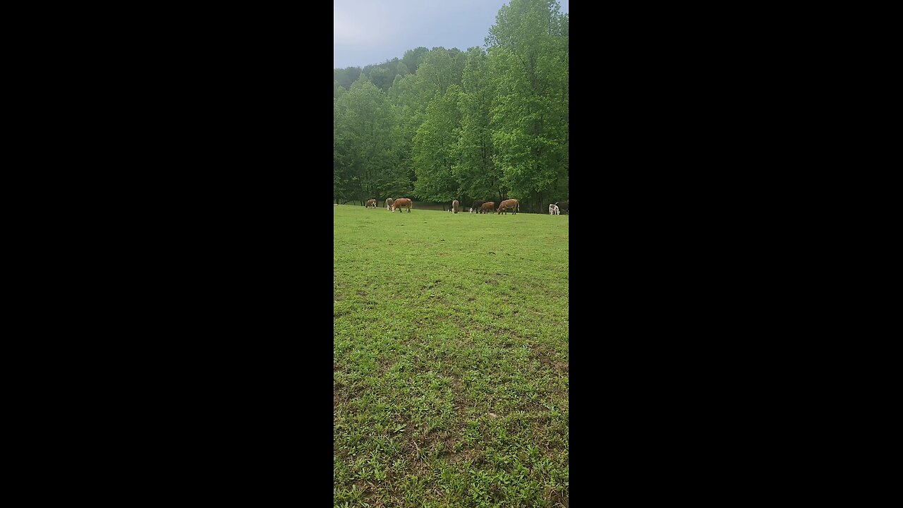 Cows and calves 2025.