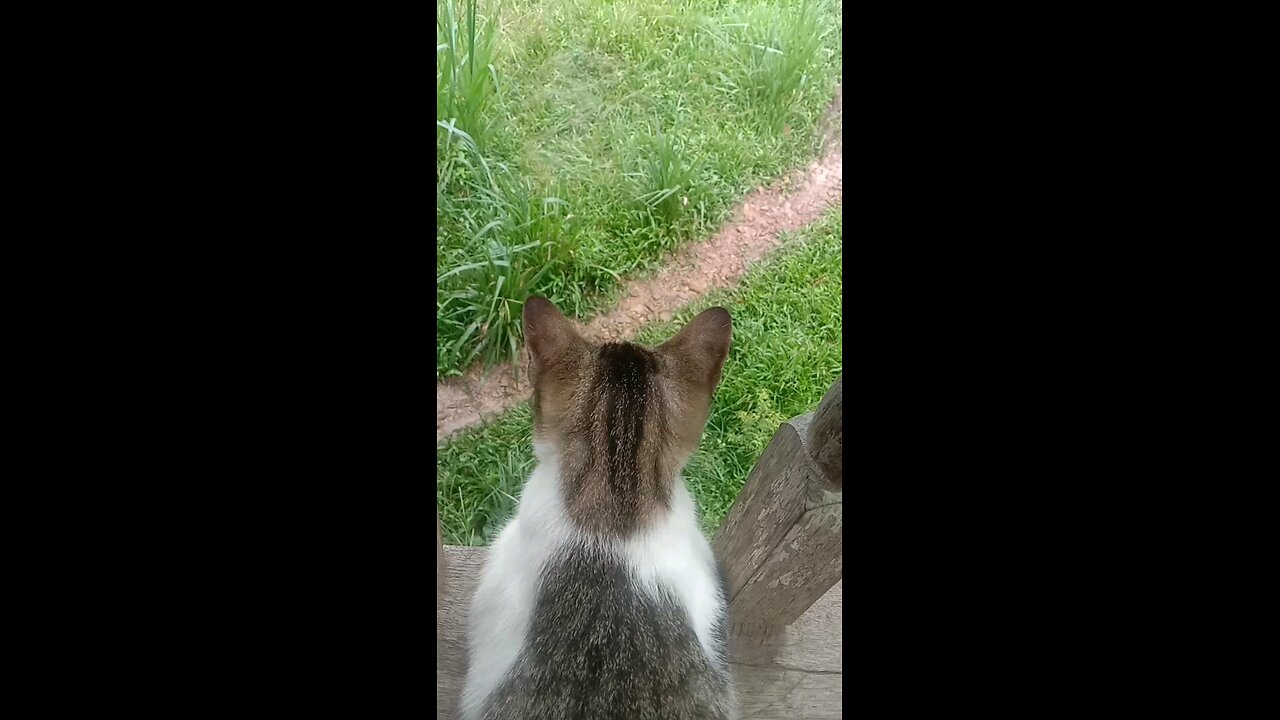satisfying Video