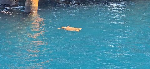 Sea Turtle in the Gulf of America