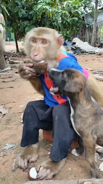 Well Best SokYaa, OG, Pao & Mom Are Famous Around The World #shorts #anime #trend #edit