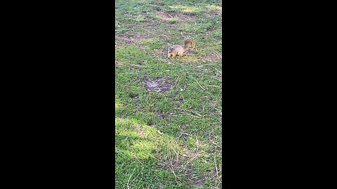 Squirrel 🐿️ #squirrel #followme #shorts #viral #trending