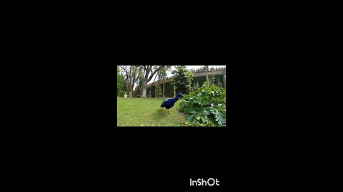 enjoy peacock 🦚🦚
