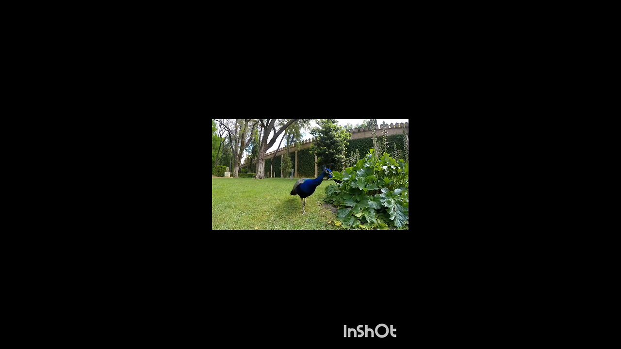 enjoy peacock 🦚🦚