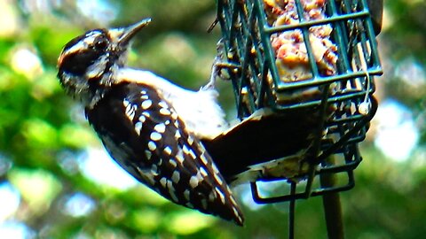Downy Woodpecker