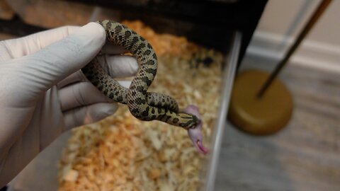 Baby western hognose snakes selecting their food