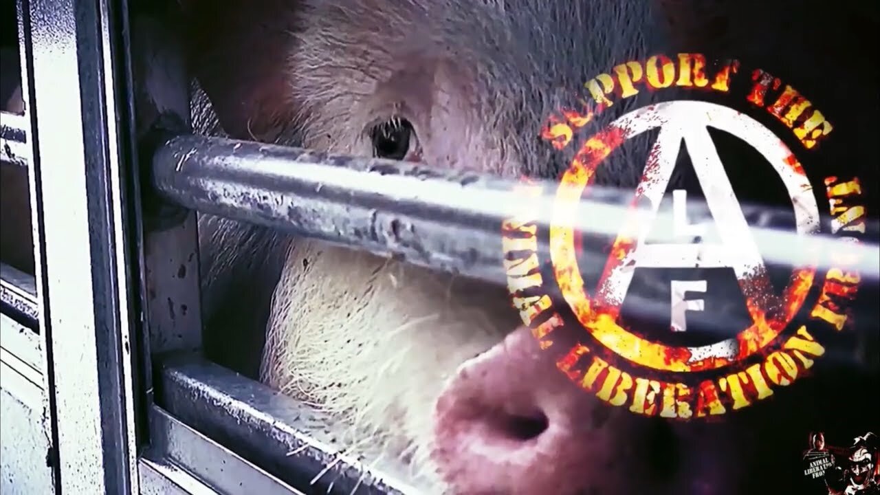 You Can Be The One That Sets Them Free