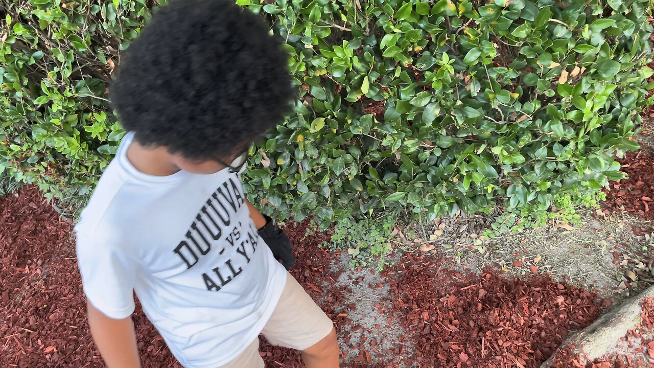 Blasian Babies Brother Spreads Red Mulch Around The Flood Control Garden At A Family Property Yard