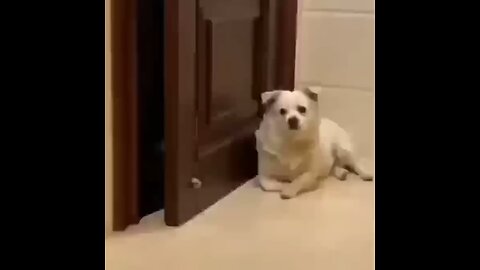 cat and dog lol