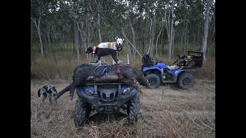 good finded from my mate's doggs