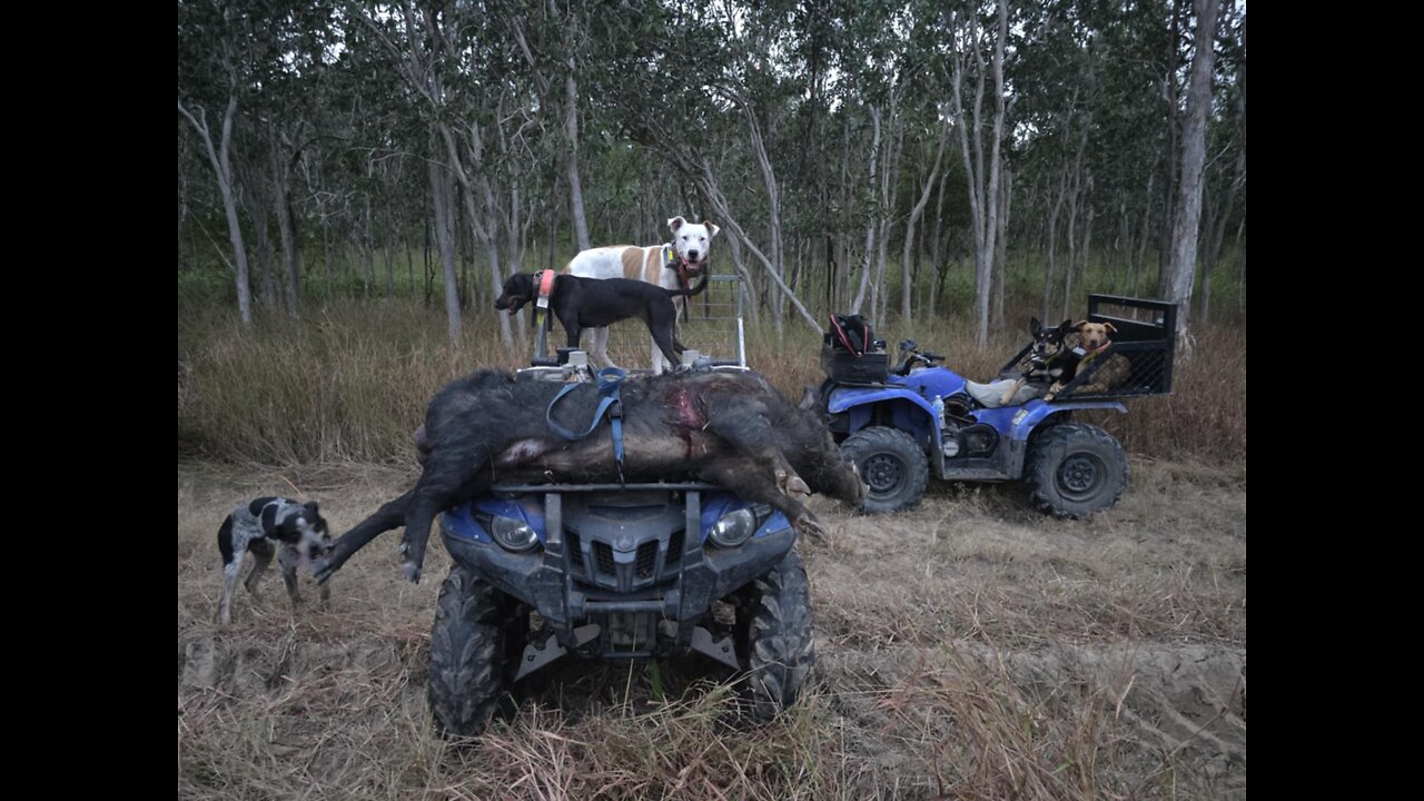 good finded from my mate's doggs