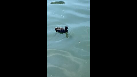 I’ve recorded Two 2️⃣Coots Swimming #coots #coot #swimming #followme #shorts #viral #trending