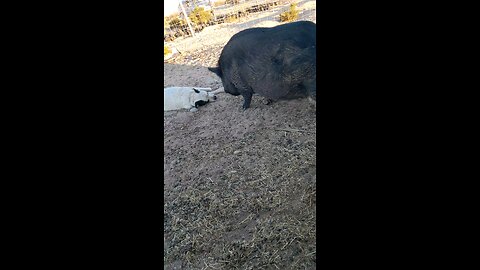 Pig kisses pit bull