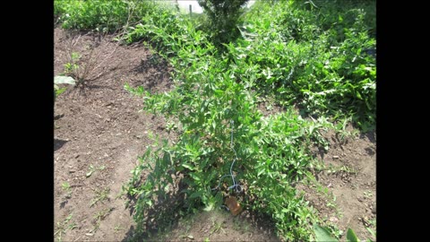 Wolfberries Gojo Berry August 2024
