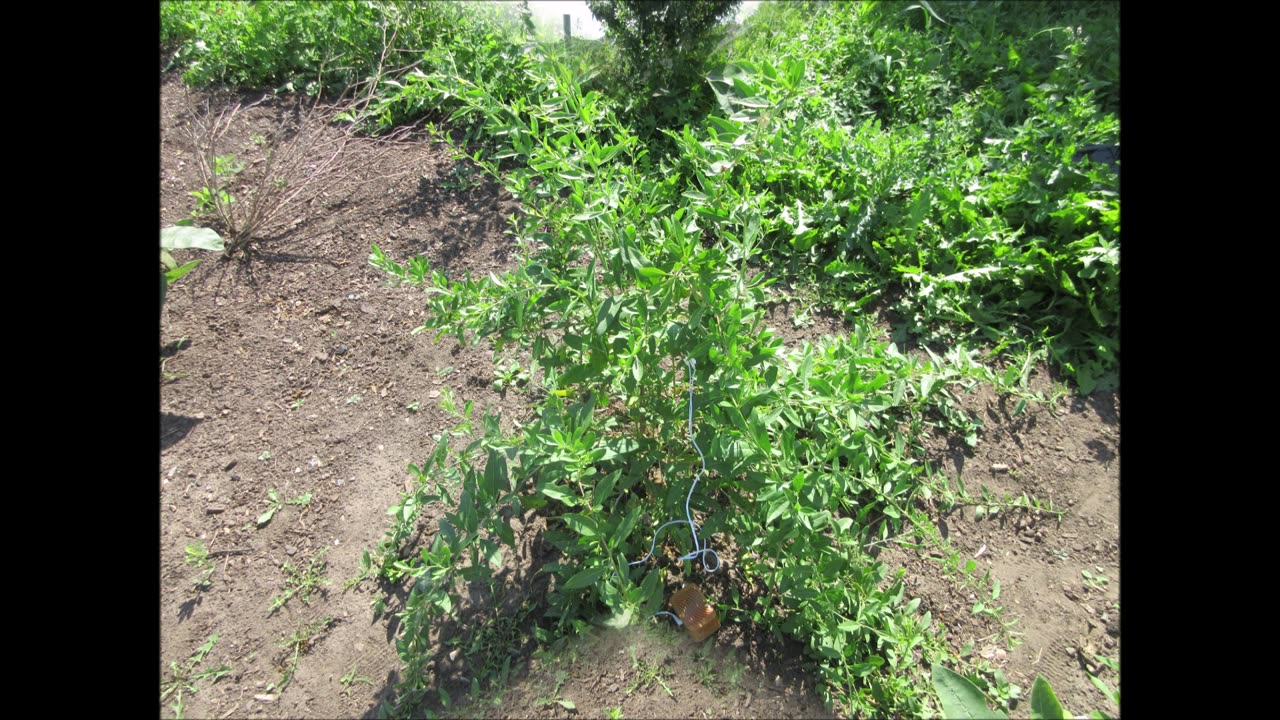 Wolfberries Gojo Berry August 2024