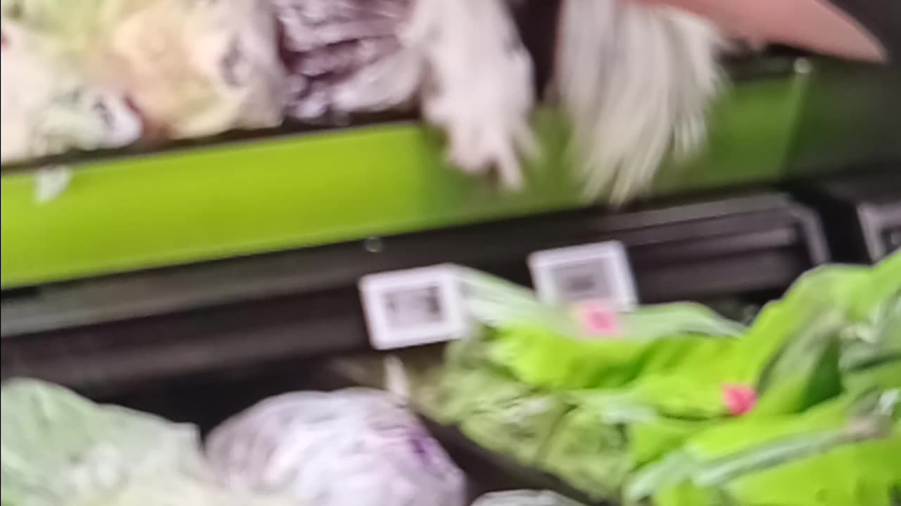 Dog in produce