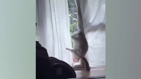 Try not to laugh cat video PT 06