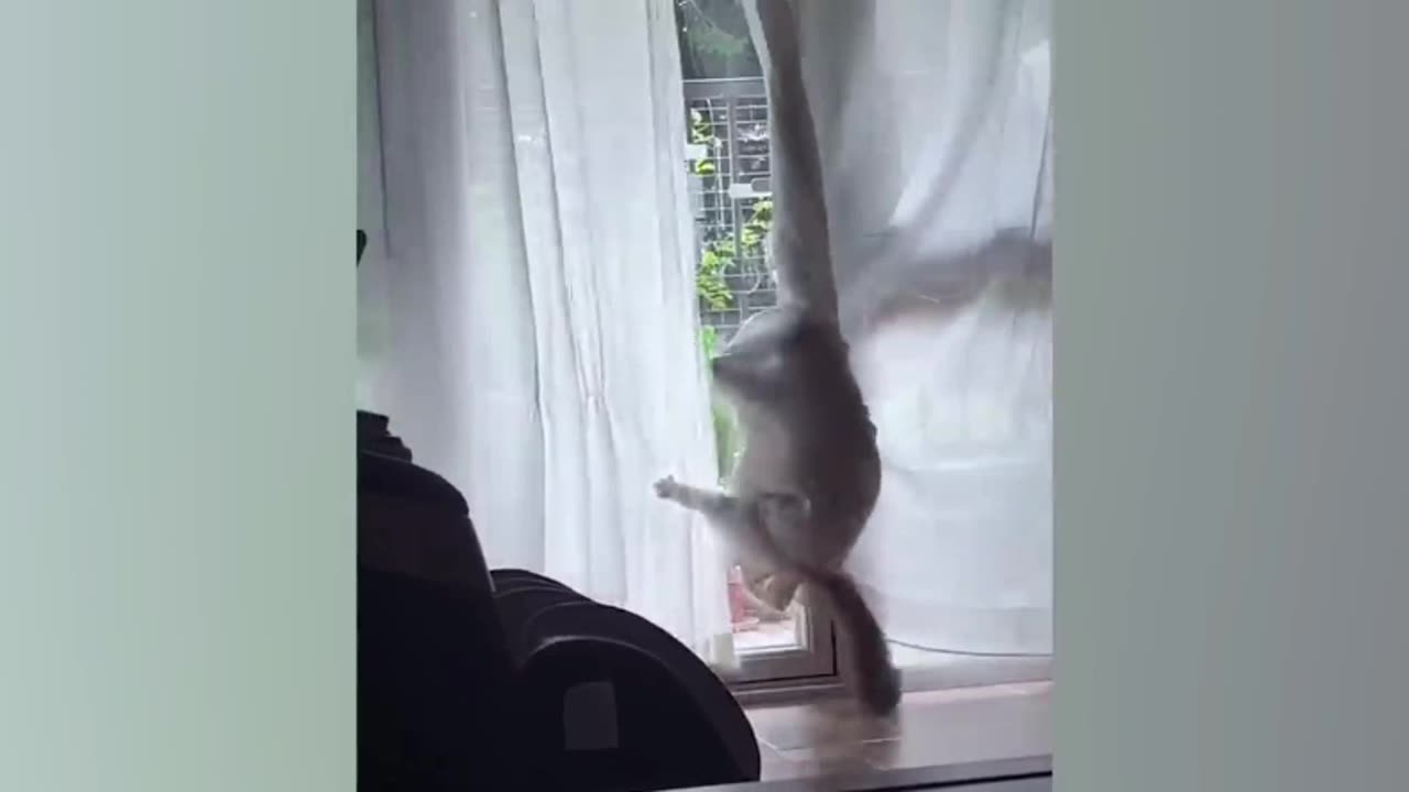 Try not to laugh cat video PT 06