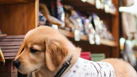AI Video: Golden Retriever Puppy Fragile Home Destroyed Heart Breaking Moment trending dog