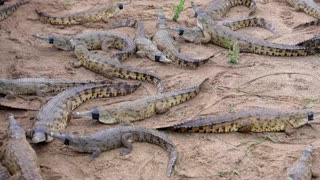 The last-ditch race to save the Orinoco crocodile