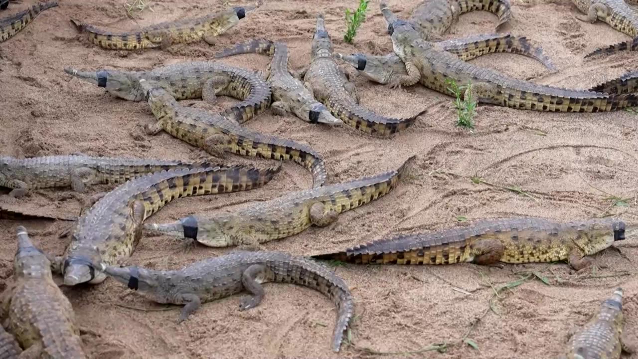 The last-ditch race to save the Orinoco crocodile