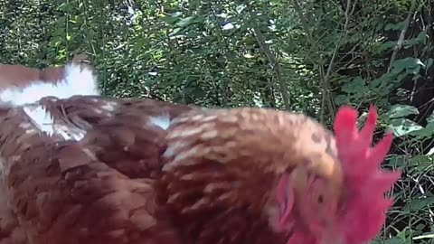 Chicken from the woods