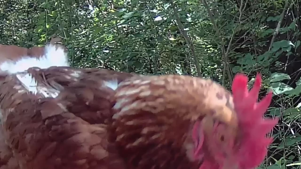 Chicken from the woods