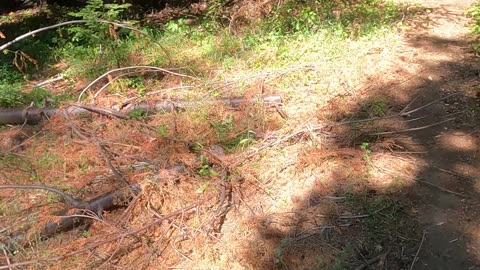 Monster squatch blocks off road and trailhead