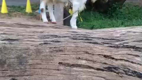 かわいい山羊さんの芽衣ちゃんの映像