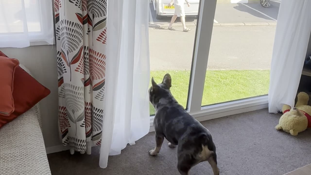 Playing With a French Bulldog Through a Window