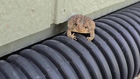 American Toad.