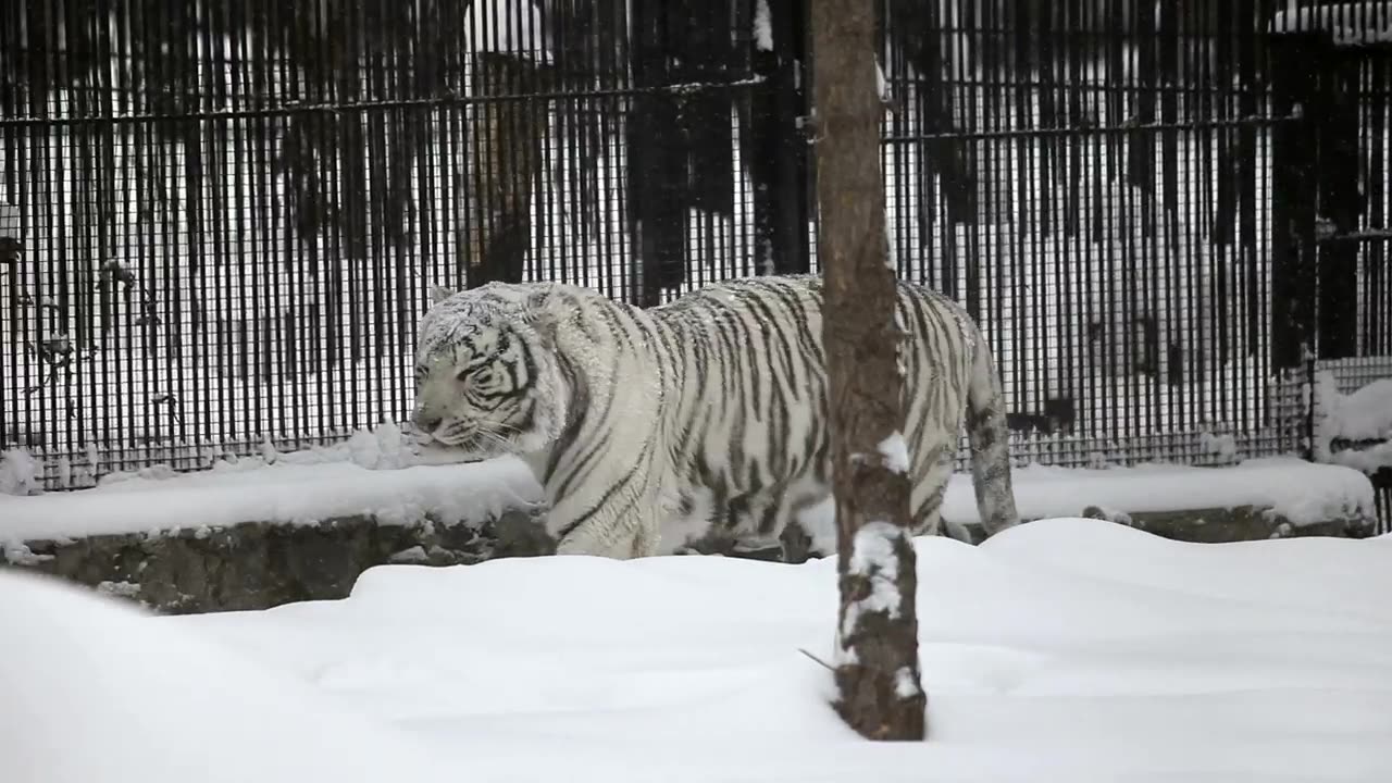 White tiger walking in the snow