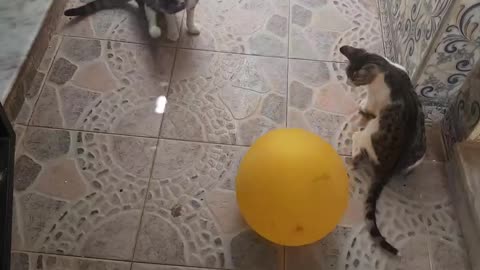 The evil cat blew up the balloon, everyone ran away, thinking it was a bomb. 💣