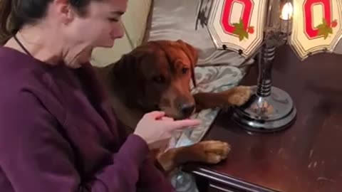 🤣💡 Dog Becomes Living Light Switch with a Boop! | FunFM