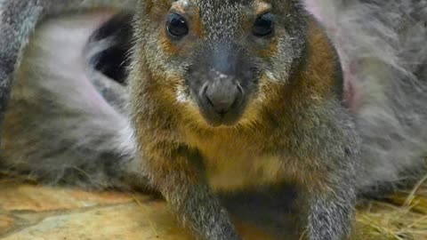 What Animal Is Born the Size of a Jellybean, Leaps Across Rocky Cliffs, and Hops Nearly 30 MPH?