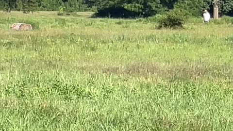 SCOTER - Dog Training - Retriever Training - Duck Dog - Pitboss Waterfowl - Capt. Jeff Coats