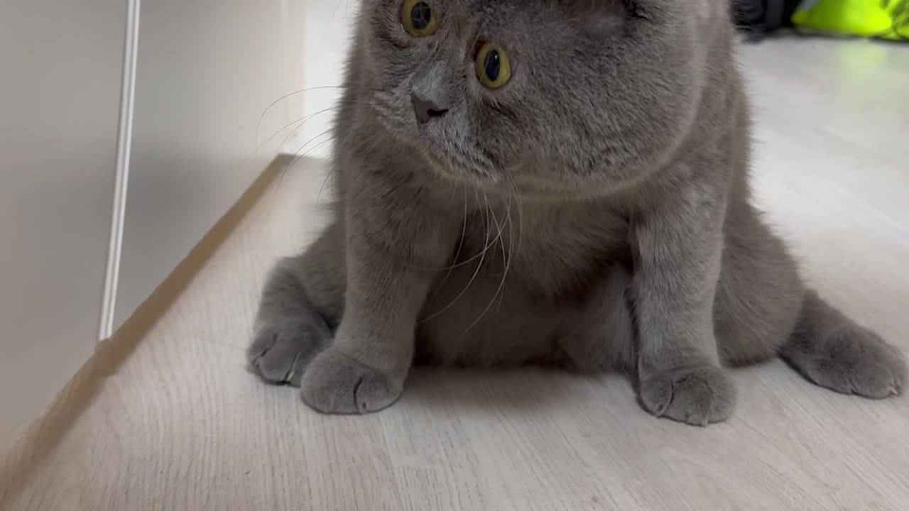 Cat Sees Something Strange