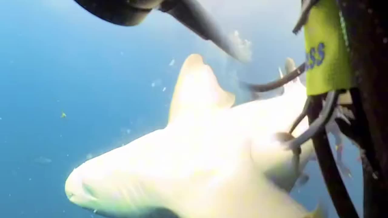 "Diver Pushes Shark Away with Bare Hands!" 🦈✋🌊#shorts