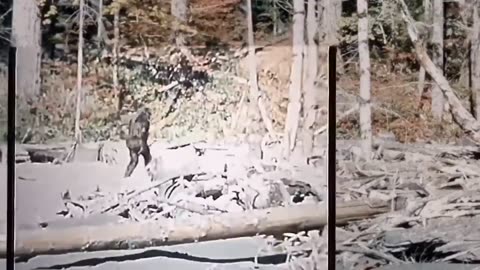 Stabilized video of the original Big Foot video