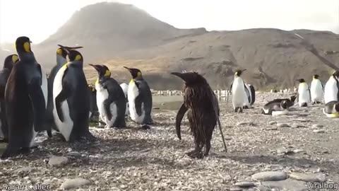 funny animal videos
