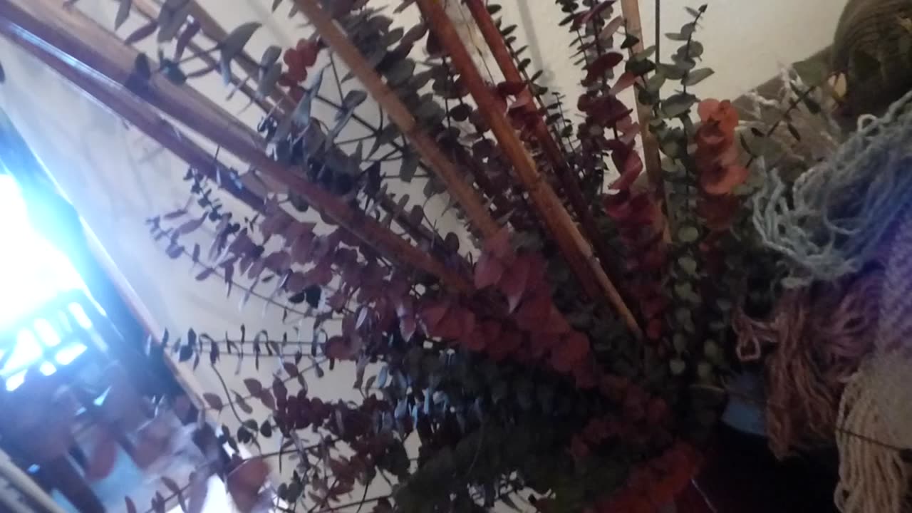 Cat purrs into camera