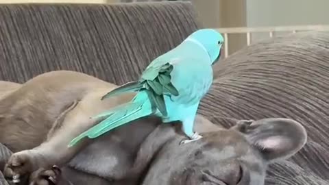 Parakeet Grooms French Bulldog
